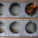 Scientists Use CRISPR to Make Chickens More Resistant to Bird Flu