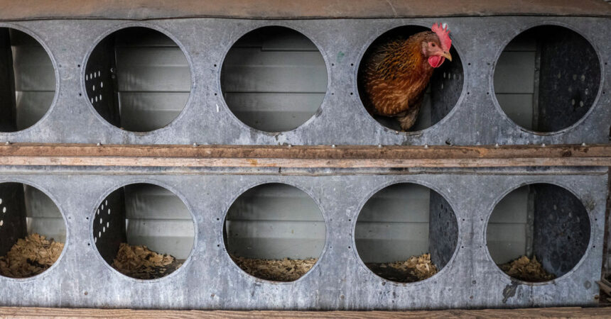 Scientists Use CRISPR to Make Chickens More Resistant to Bird Flu