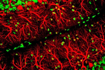 The Human Brain Has a Dizzying Array of Mystery Cells