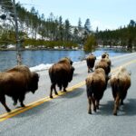 Buffalo walking on a road next to a lake