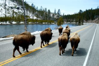 Buffalo walking on a road next to a lake