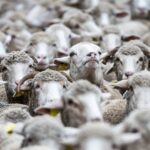 Australia farmers are giving sheep away for free