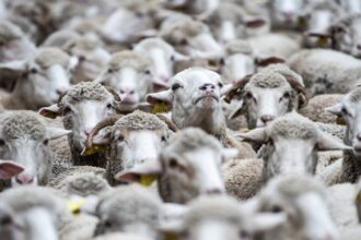 Australia farmers are giving sheep away for free