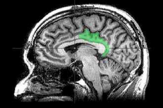 Brain Study Suggests Traumatic Memories Are Processed as Present Experience