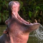 Colombia to Sterilize Pablo Escobar’s ‘Cocaine Hippos’