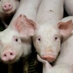 Common Drug Used by Pork Industry Has Human Cancer Risk