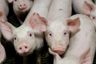 Common Drug Used by Pork Industry Has Human Cancer Risk