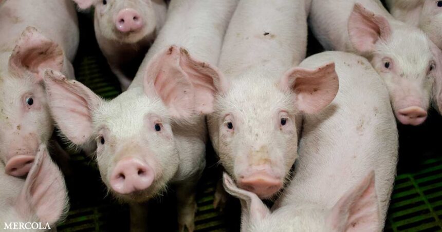 Common Drug Used by Pork Industry Has Human Cancer Risk