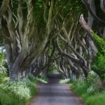 Dark Hedges: 6 ‘Game of Thrones’ Trees Will Be Cut Down