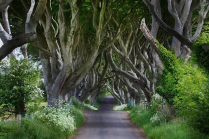 Dark Hedges: 6 ‘Game of Thrones’ Trees Will Be Cut Down