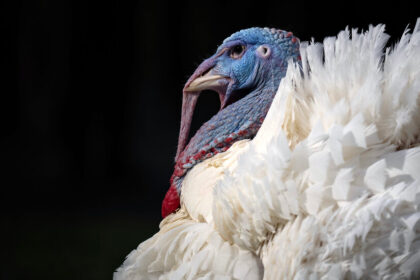 Giving Thanks When the World Is on Fire