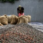 Preparing bags of cocoa beans on an Ivorian farm, October 2023.