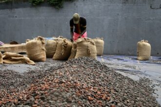 Preparing bags of cocoa beans on an Ivorian farm, October 2023.