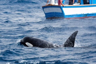 Orcas Keep Sinking Boats Off Iberia, Unnerving Sailors