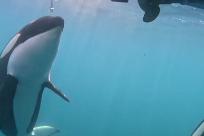 Sailors Trade Tips on How to Stop Orca Attacks on Boats