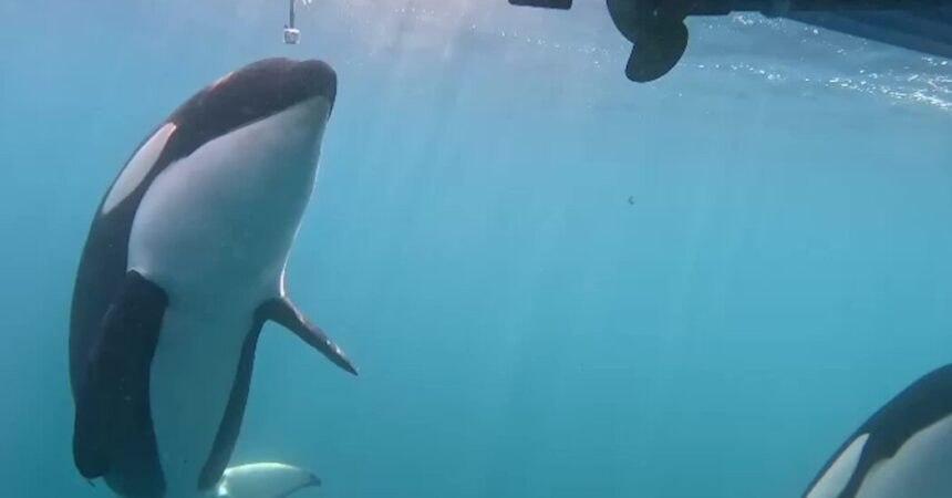 Sailors Trade Tips on How to Stop Orca Attacks on Boats