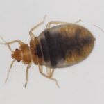 South Korea has a bedbug breakout, and locals are avoiding theaters