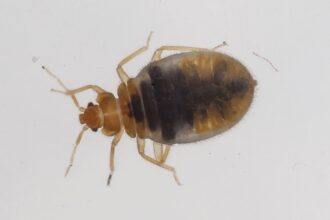 South Korea has a bedbug breakout, and locals are avoiding theaters