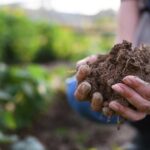 Top 6 Reasons to Support Regenerative Agriculture