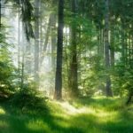 Using Nature to Restore Forests