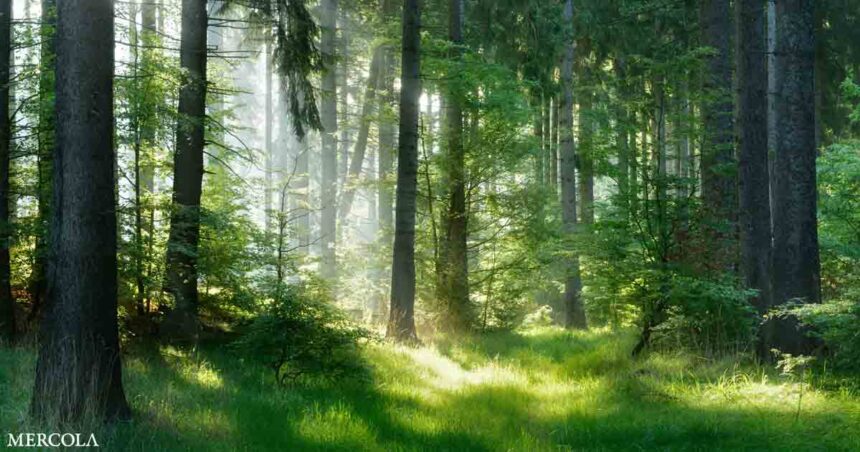 Using Nature to Restore Forests