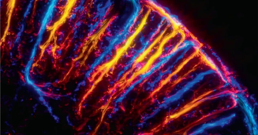 8 Stunning New Images From Neuroscience