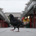 A Tokyo Taxi Driver Is Charged With Running Down a Pigeon