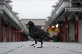 A Tokyo Taxi Driver Is Charged With Running Down a Pigeon