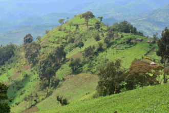 Artificial Intelligence used to maintain 6 Million Trees in Kenya - IT News Africa