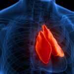 Could Your Thymus Be the Key to Fighting Cancer?