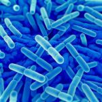 How Lactobacillus Protects Your Health