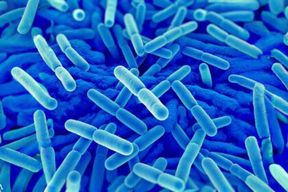 How Lactobacillus Protects Your Health