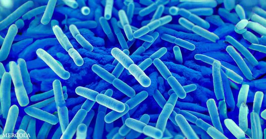 How Lactobacillus Protects Your Health