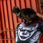 Inmates of Chile’s Largest Prison Find Solace in Caring for Stray Cats