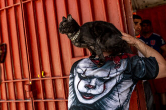 Inmates of Chile’s Largest Prison Find Solace in Caring for Stray Cats