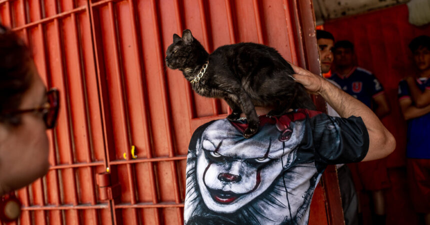 Inmates of Chile’s Largest Prison Find Solace in Caring for Stray Cats