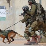 Israel Relies on Combat Dogs in Gaza