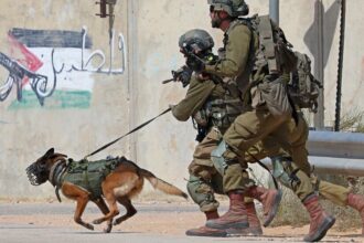 Israel Relies on Combat Dogs in Gaza