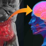 Research Shows Parkinson's Disease Origins in the Gut