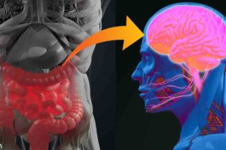 Research Shows Parkinson's Disease Origins in the Gut