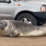 Tasmania Falls for Neil the Seal, a 1,000 Pound Beach Bum