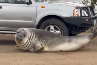 Tasmania Falls for Neil the Seal, a 1,000 Pound Beach Bum