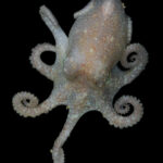 This Antarctic Octopus Has a Warning About Rising Sea Levels