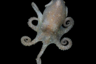 This Antarctic Octopus Has a Warning About Rising Sea Levels