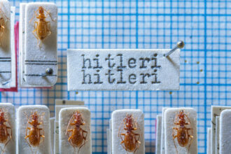 What to Do With a Bug Named Hitler?