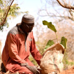 Yacouba Sawadogo, African Farmer Who Held Back the Desert, Dies at 77