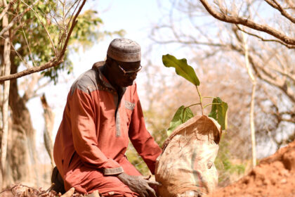 Yacouba Sawadogo, African Farmer Who Held Back the Desert, Dies at 77