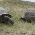 An English Mystery: How Did 7 Giant Tortoises End Up Dead in a Forest?