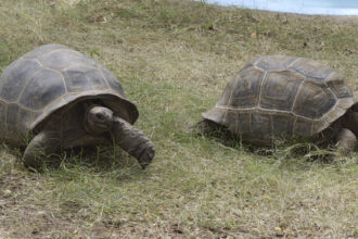 An English Mystery: How Did 7 Giant Tortoises End Up Dead in a Forest?