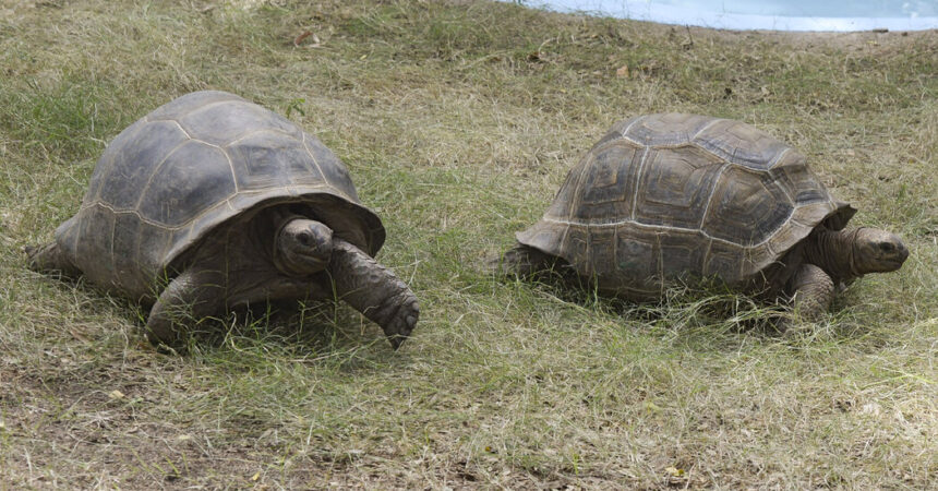 An English Mystery: How Did 7 Giant Tortoises End Up Dead in a Forest?